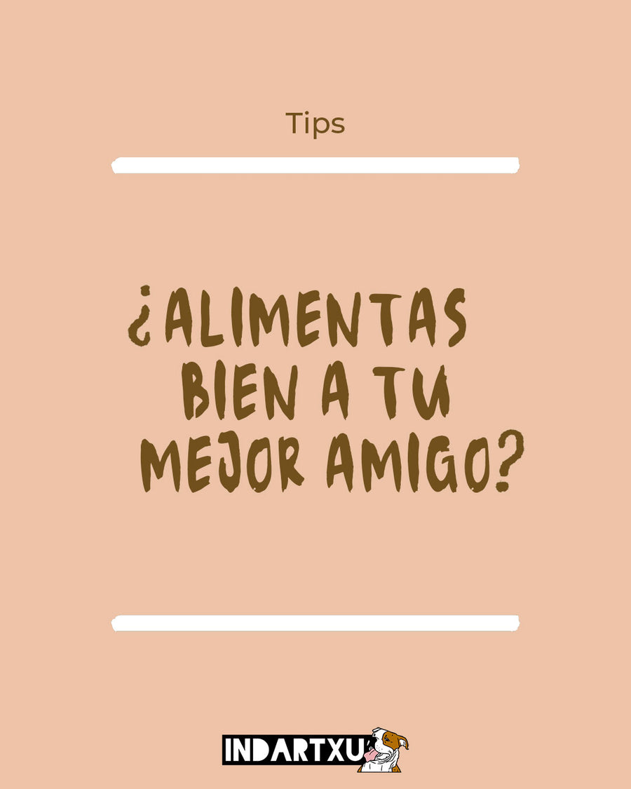 ¿Alimentas bien a tu mejor amigo? Guía para saber leer las etiquetas de pienso
