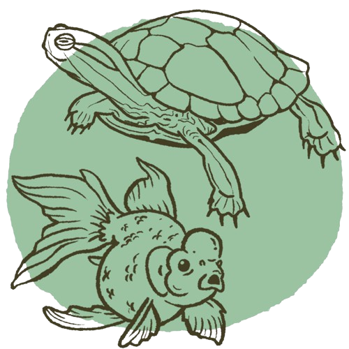 PECES Y TORTUGAS