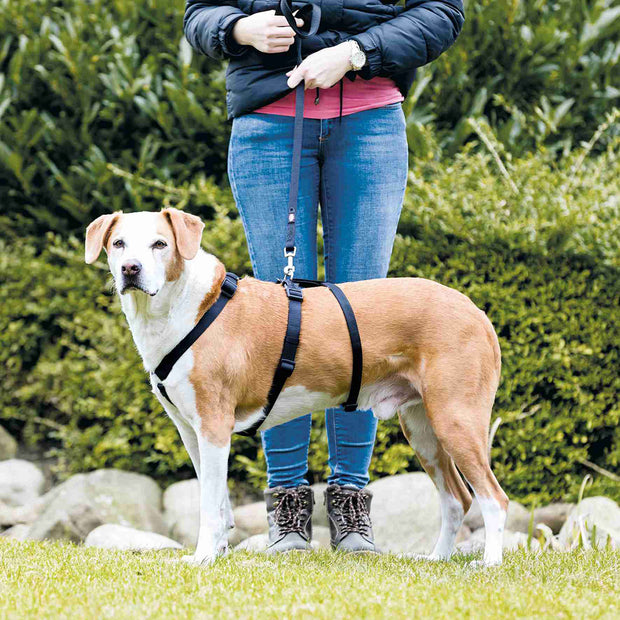 ARNES GUIA ANTIFUGAS STAY TRIXIE PERROS