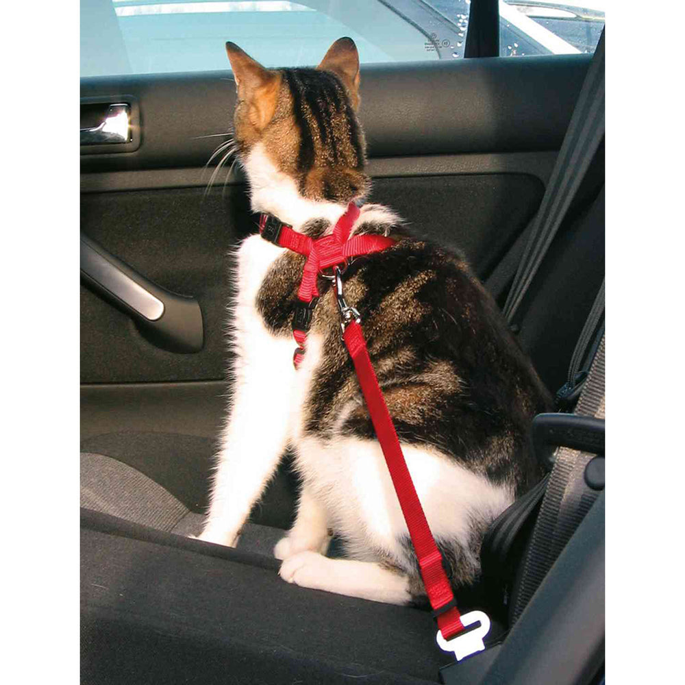 ARNES CON CINTURON SEGURIDAD GATO