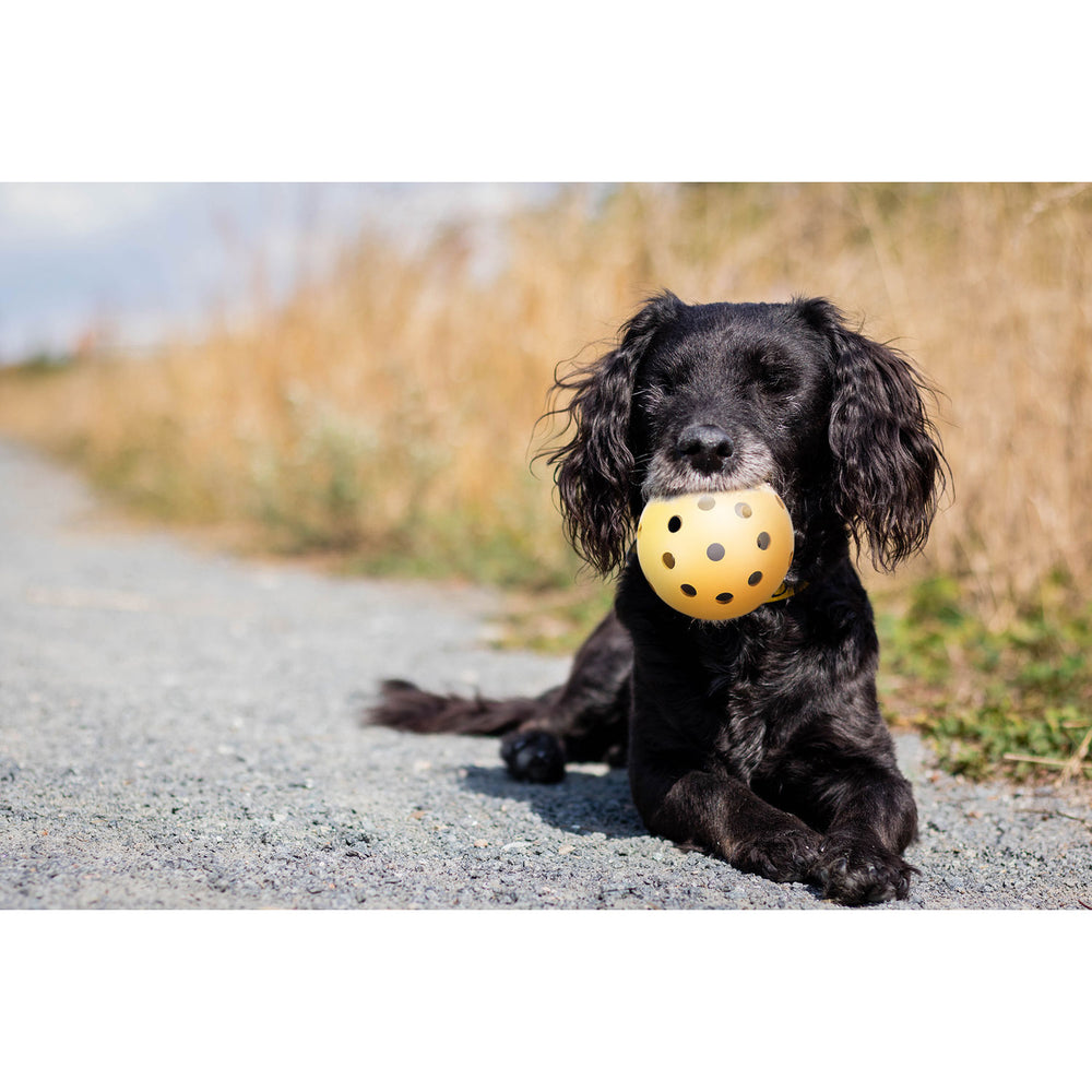 PELOTA CON AGUJEROS PERROS POCA VISION TRIXIE