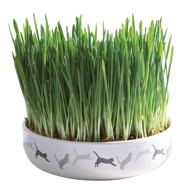 HIERBA GATERA EN BOWL CERAMICO