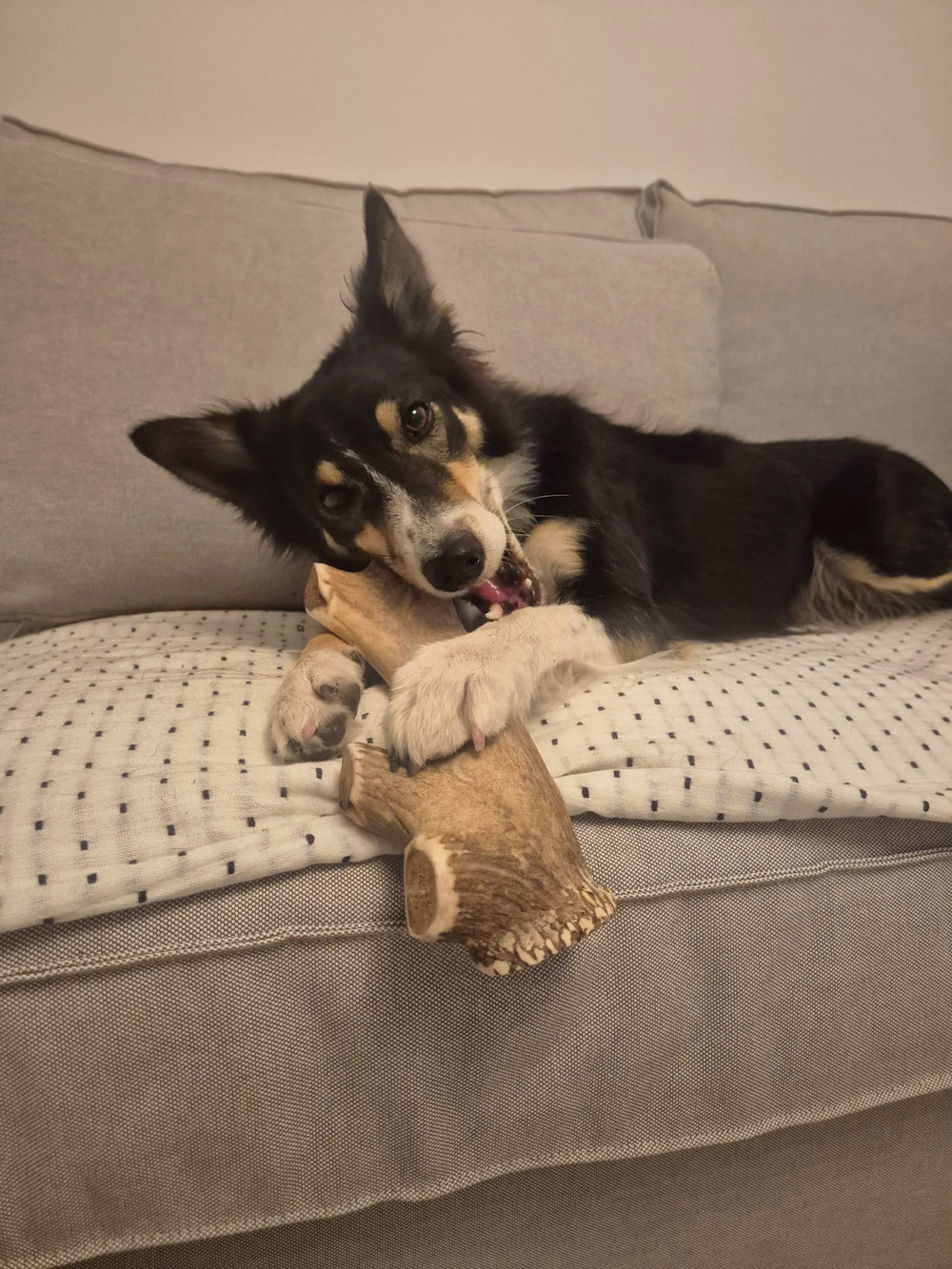 Asta de ciervo natural para perros - INDAR Snacks Naturales