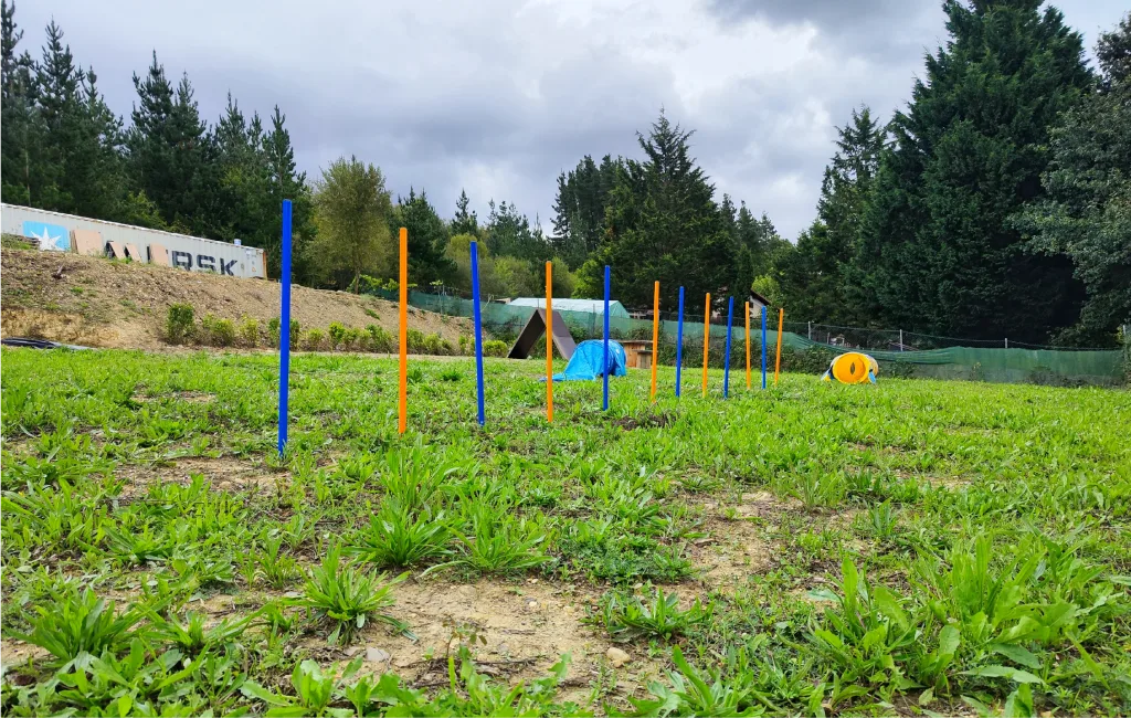 Pista de agility